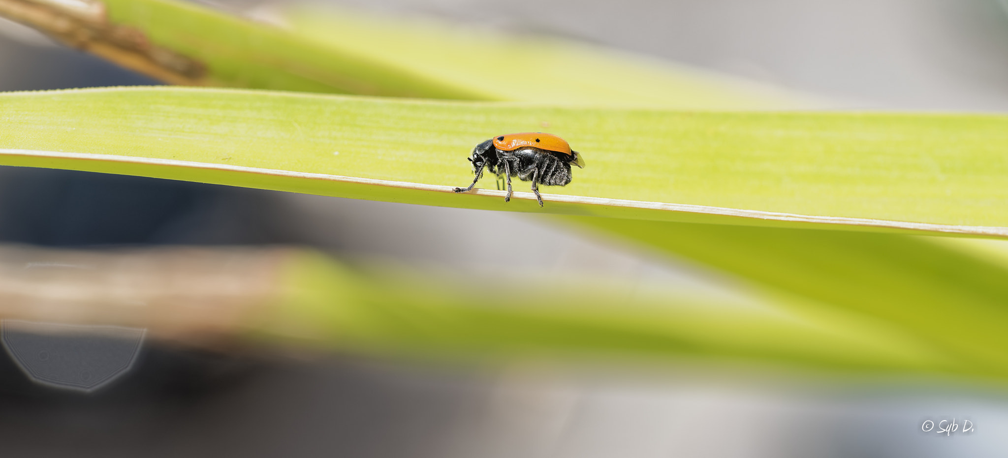 Nikon D750 + Sigma 105mm F2.8 EX DG OS HSM sample photo. Clytre lustré • clytra laeviuscula • famille des chrysomelidae photography