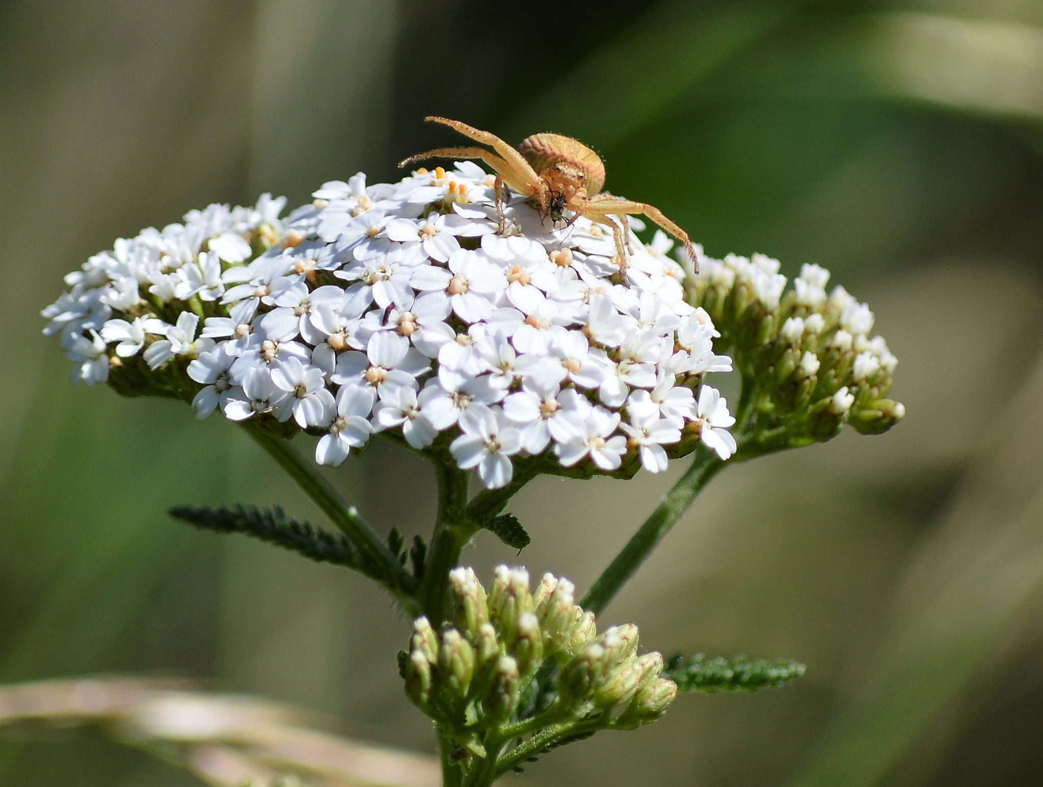 Nikon D3200 sample photo