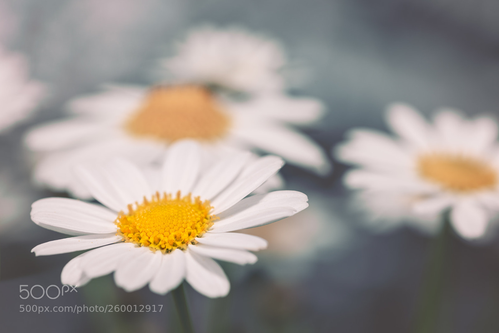 Nikon D810 sample photo. Daisy daisy... photography