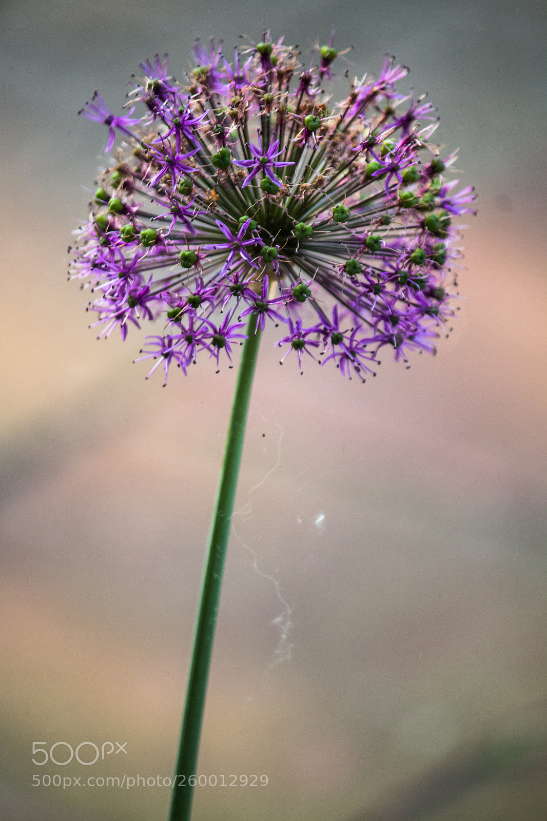 Canon EOS 70D sample photo. Allium flower photography