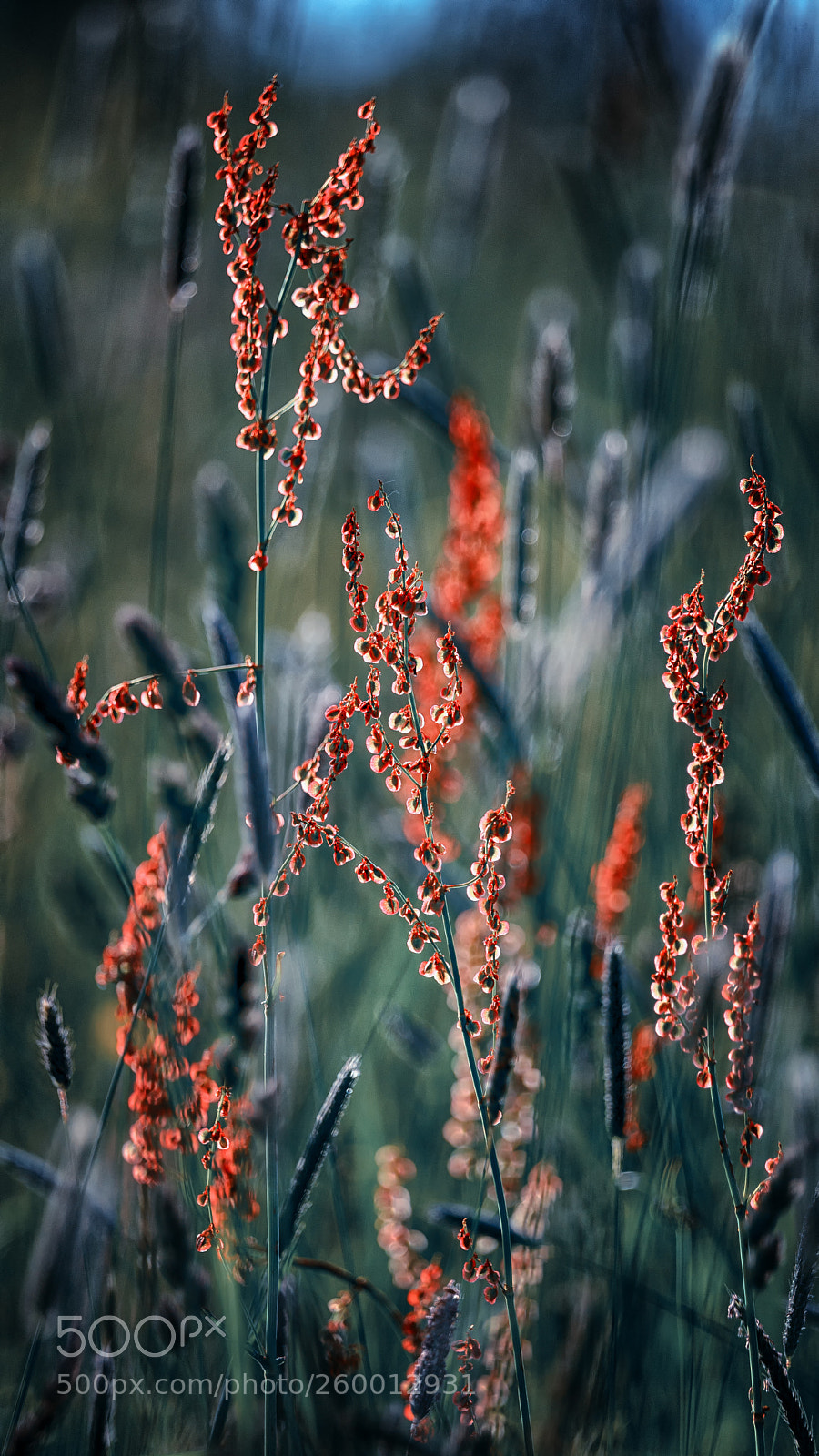 Sony a99 II sample photo. Lawn photography