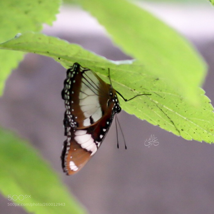 Canon EOS 70D sample photo. Butterfly photography
