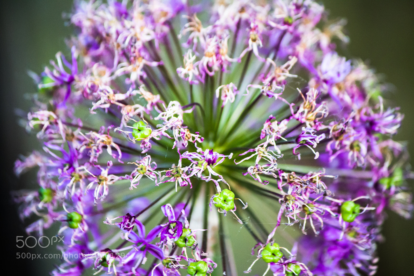 Canon EOS 70D sample photo. Allium flower photography