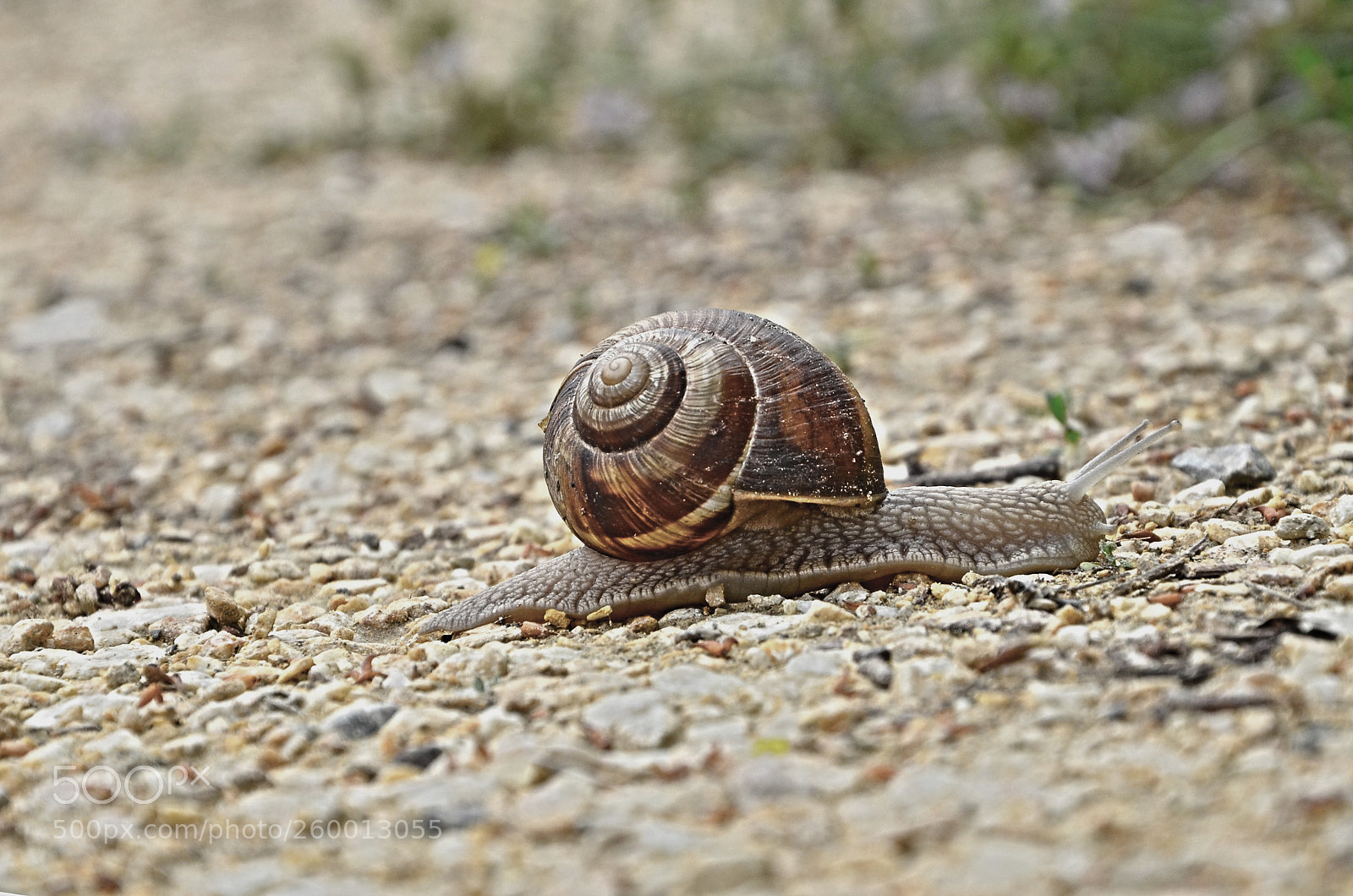Nikon D7000 sample photo. Snail on the way photography