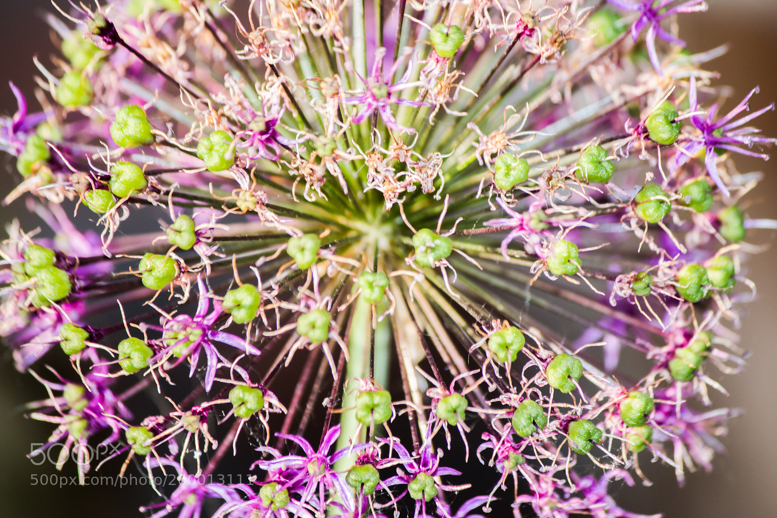 Canon EOS 70D sample photo. Allium flower photography
