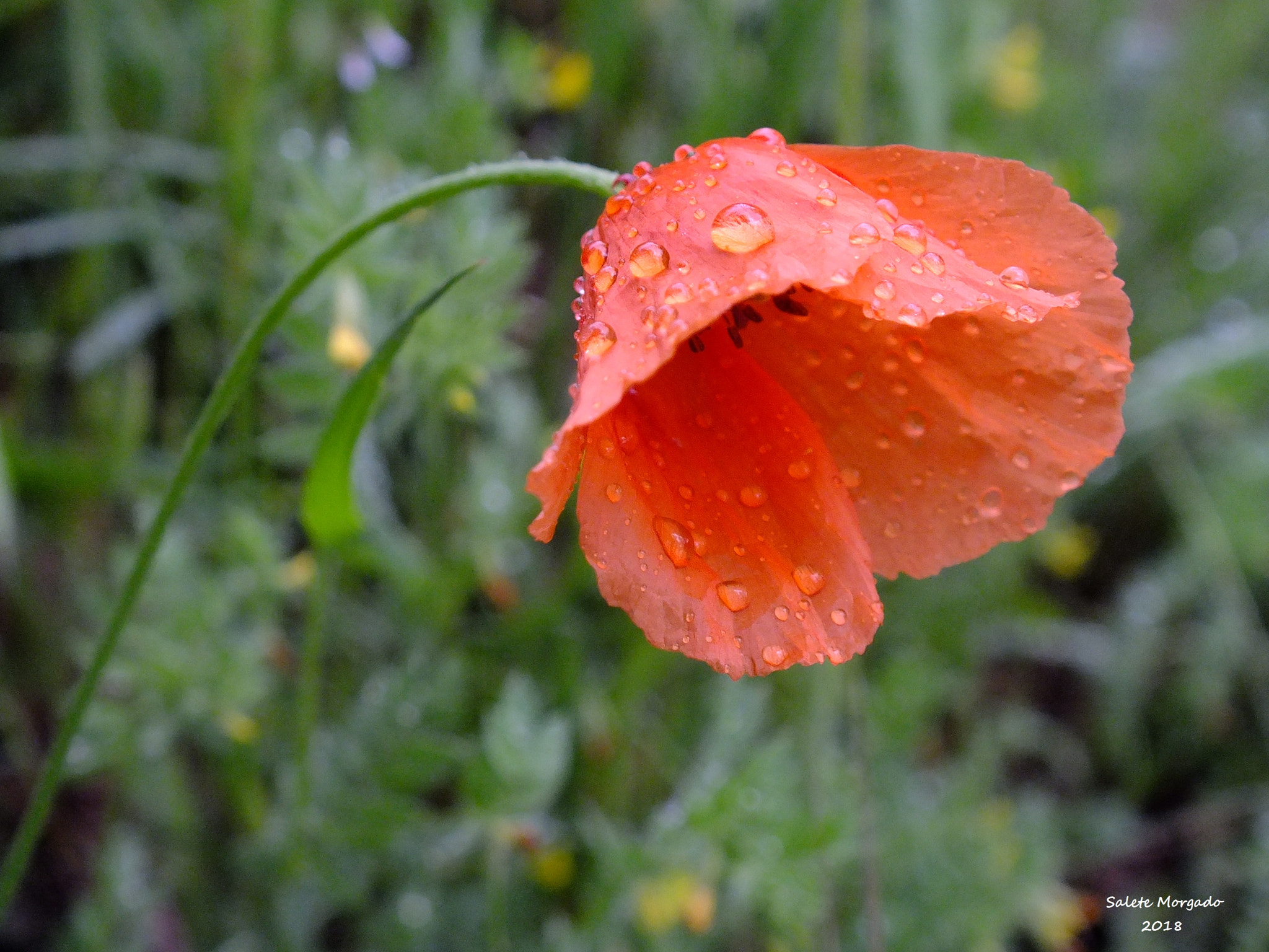 Fujifilm FinePix HS30EXR sample photo. Poppy photography