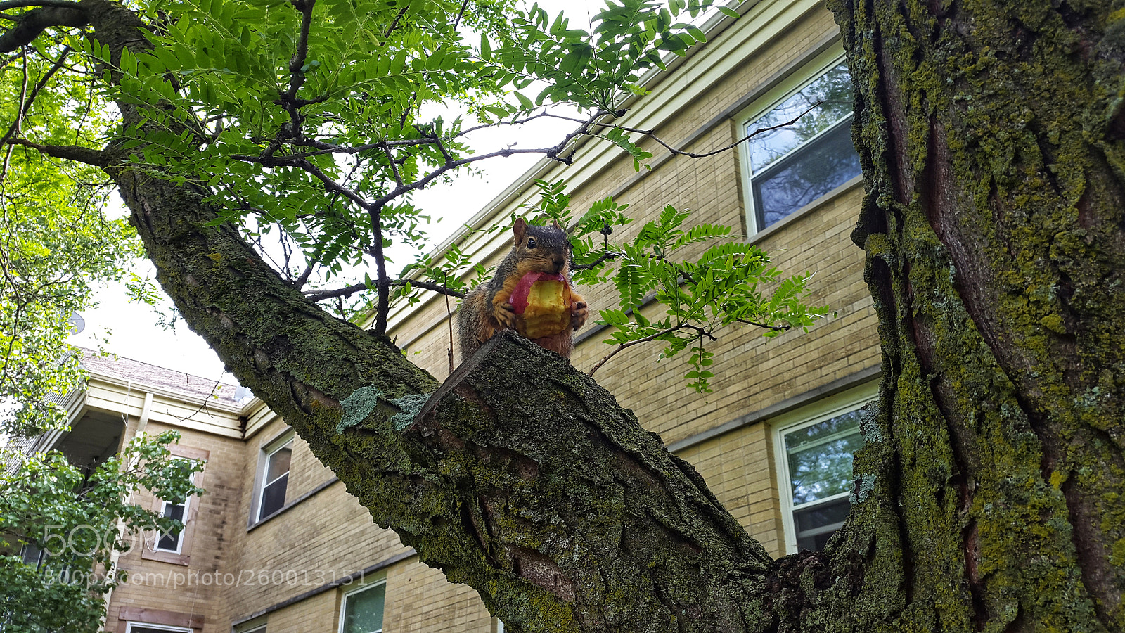 Samsung Galaxy S5 sample photo. Apple squirrel photography