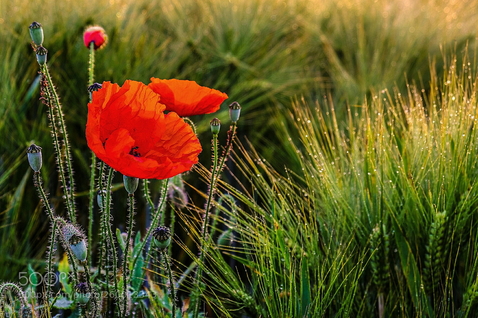 Fujifilm X-T1 sample photo. Untitled photography