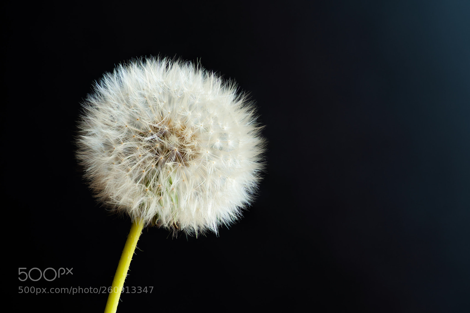 Pentax K-1 sample photo. Dandelion photography