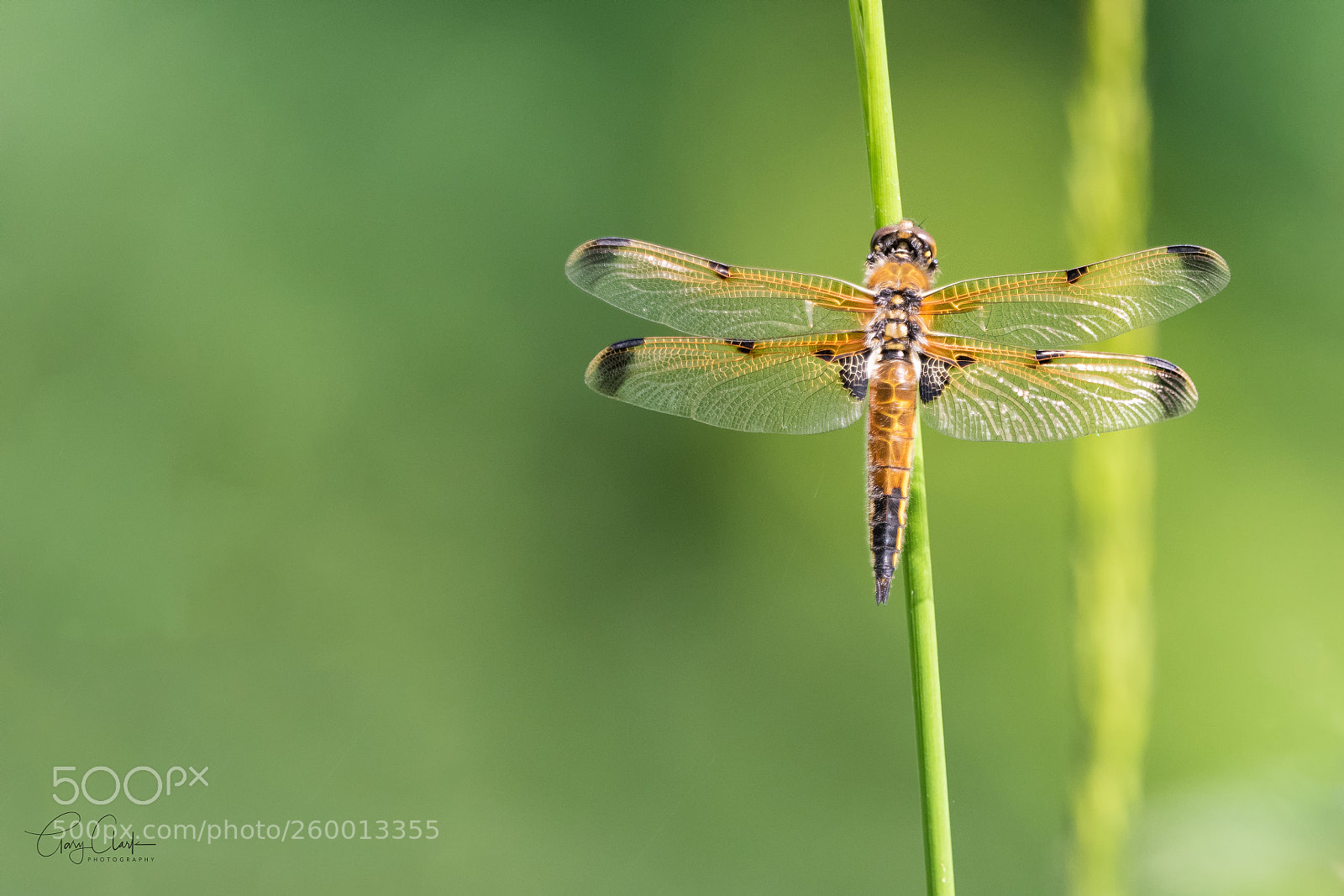 Nikon D810 sample photo. Four spotted chaser dragonfly photography