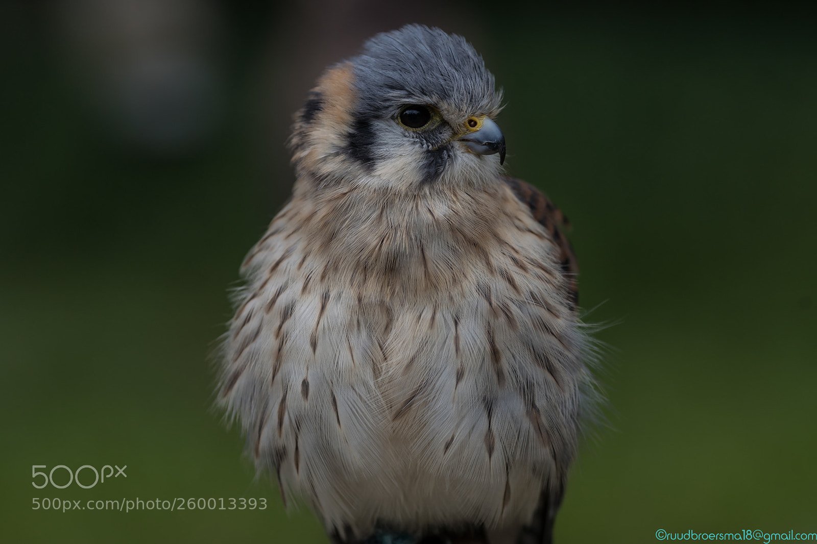 Sony a7 III sample photo. De torenvalk (falco tinnunculus) photography