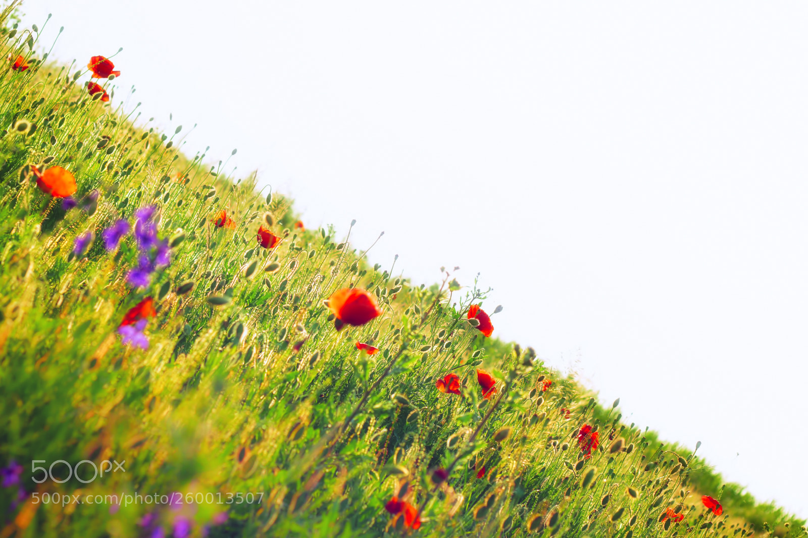 Canon EOS 7D sample photo. Meadow photography