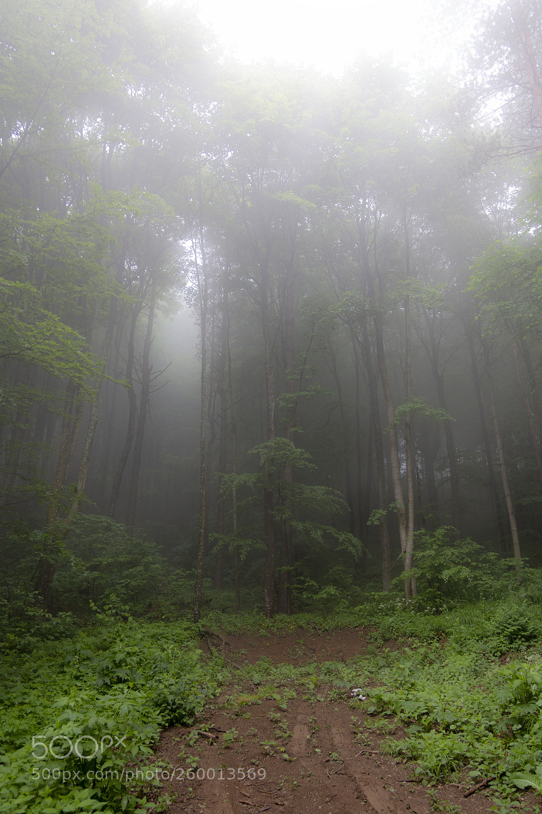 Canon EOS 60D sample photo. Forest in fog photography