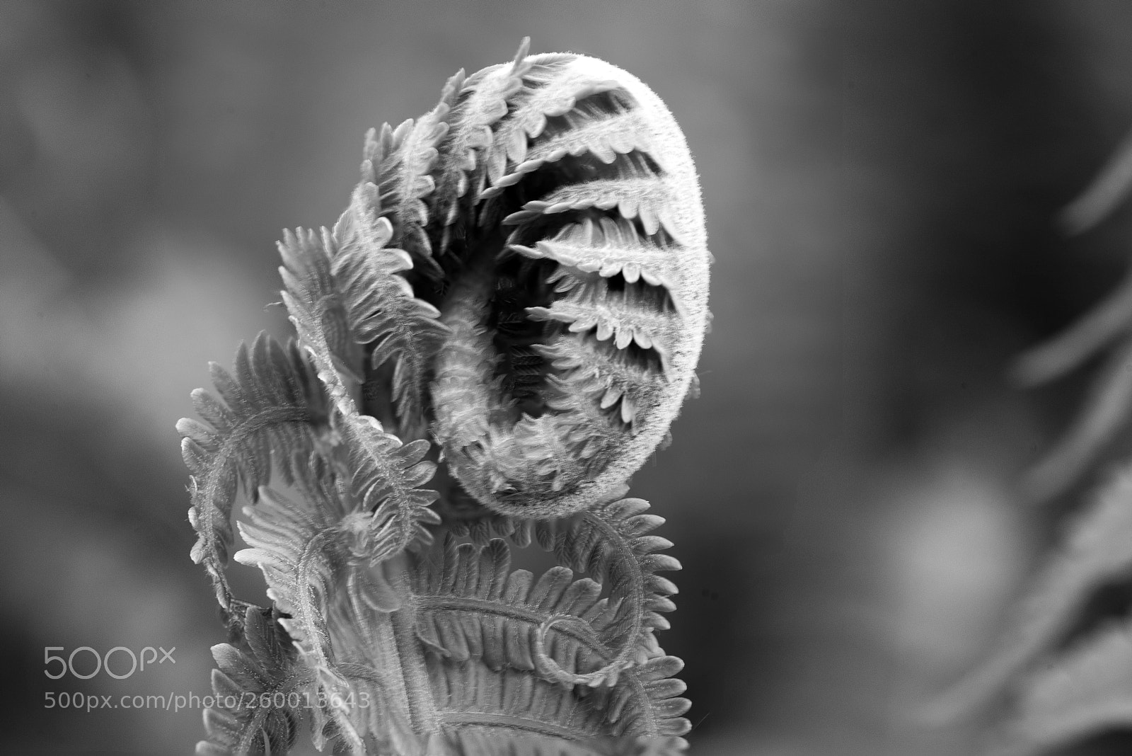 Pentax K-1 sample photo. Bracken photography