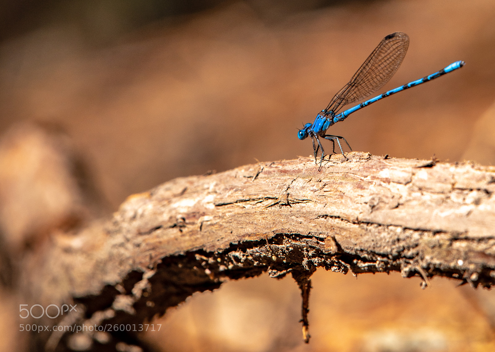 Nikon D750 sample photo. Dragonfly photography