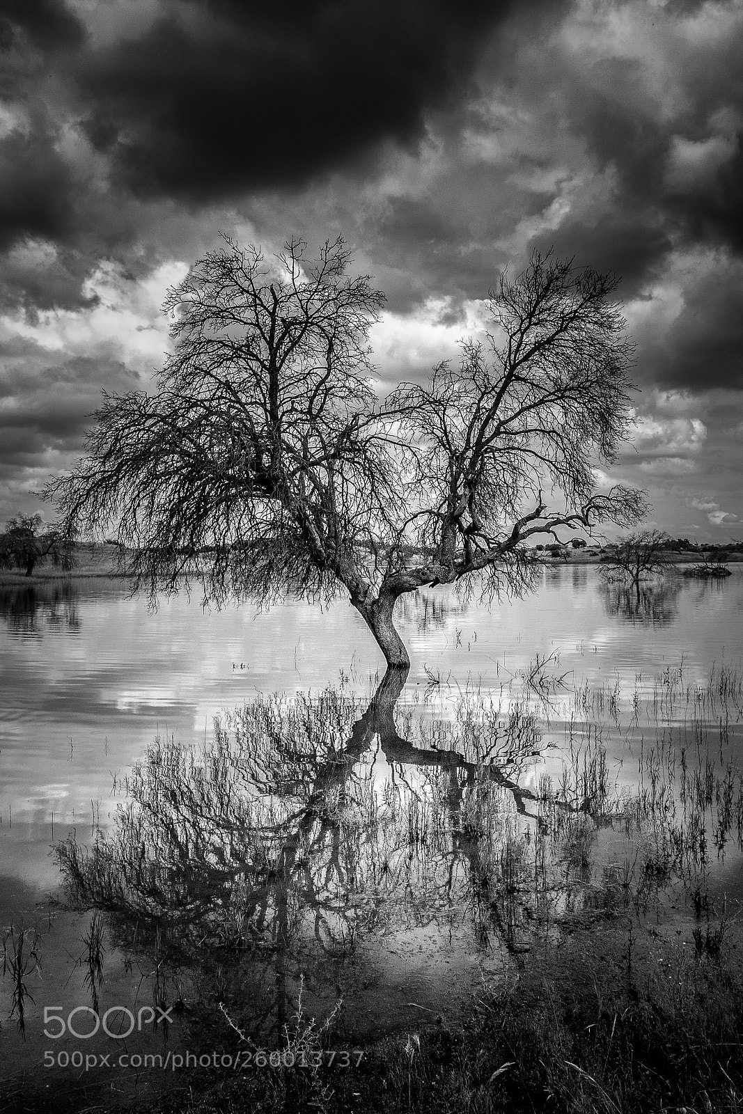 Canon EOS 50D sample photo. Arbol y agua photography