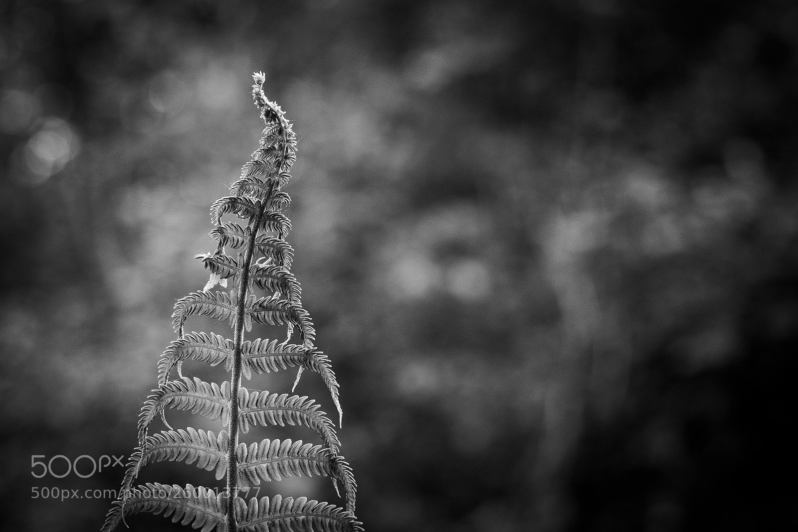 Pentax K-1 sample photo. Bracken, fern. photography