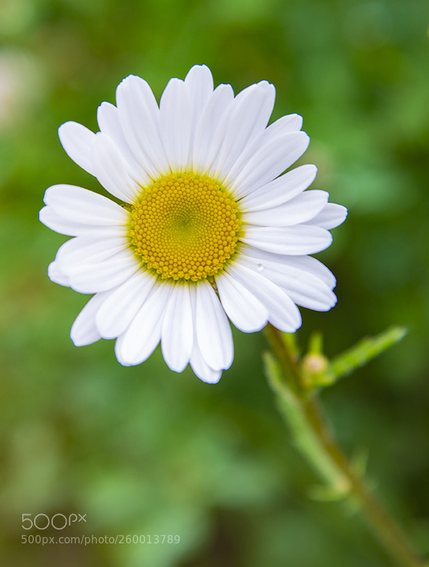 Nikon D610 sample photo. Milton nature reserve daisy photography