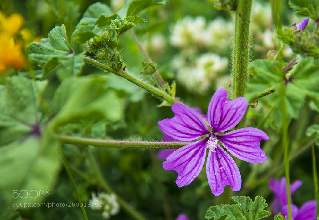 Nikon D610 sample photo. Milton nature reserve 1 photography