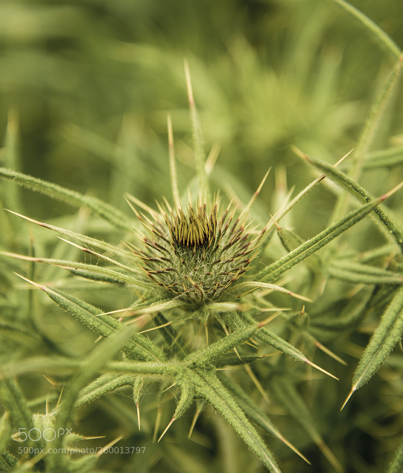 Nikon D610 sample photo. Milton nature reserve thistle photography