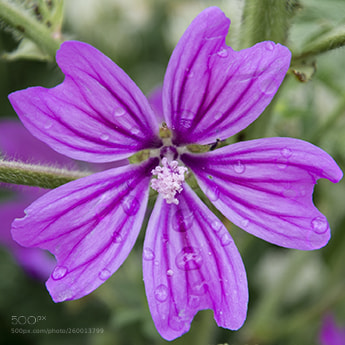 Nikon D610 sample photo. Milton nature reserve 2 photography