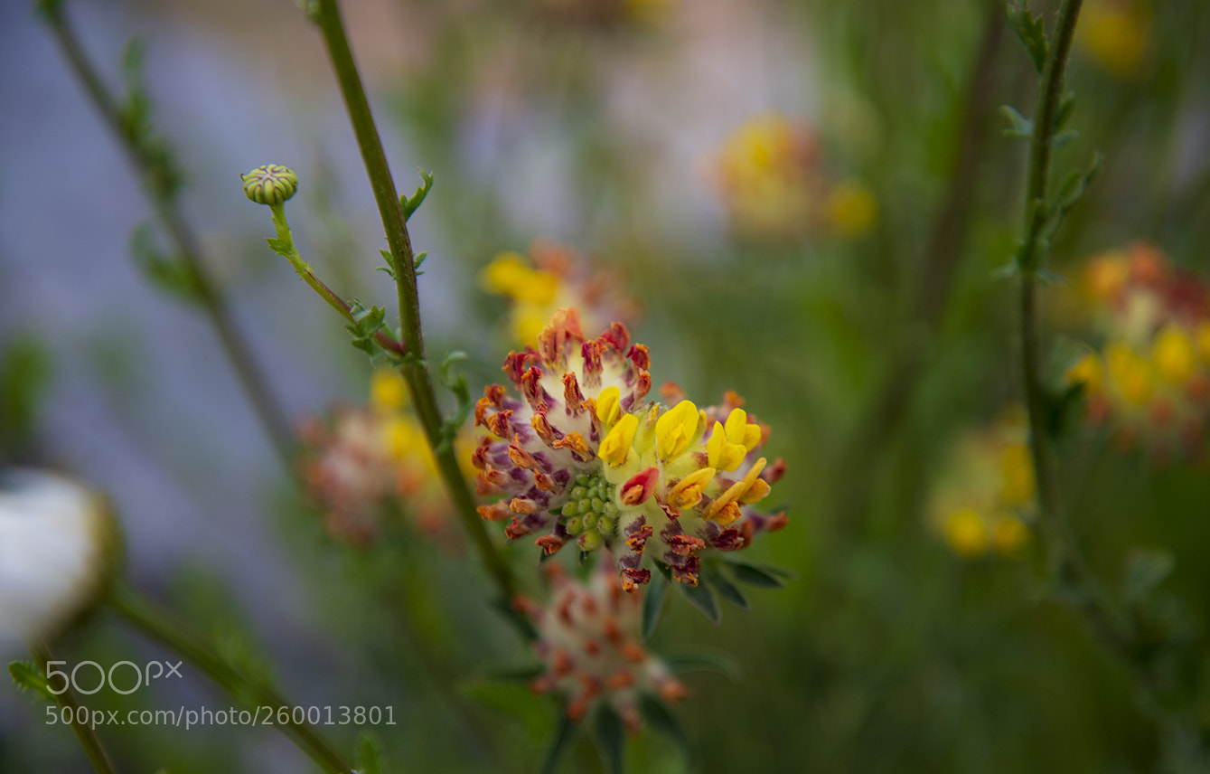 Nikon D610 sample photo. Milton nature reserve photography