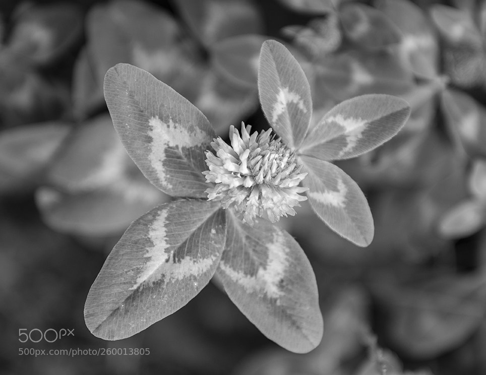 Nikon D610 sample photo. Milton nature reserve b photography