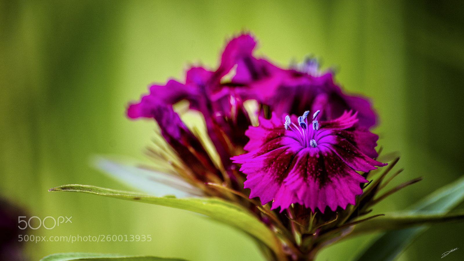 Nikon D5500 sample photo. *** flowers *** photography