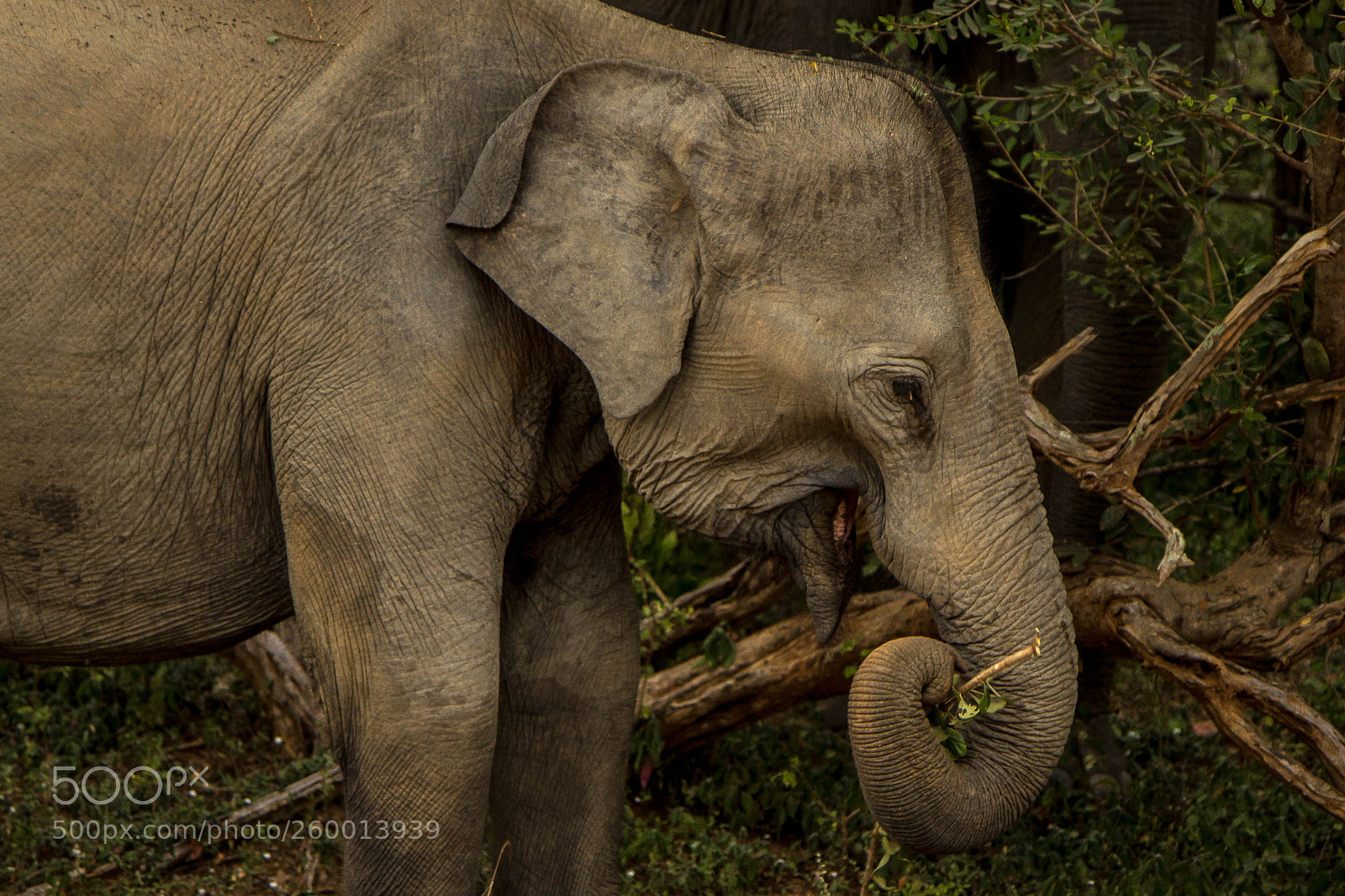 Canon EOS 600D (Rebel EOS T3i / EOS Kiss X5) sample photo. Elephant at yala national photography