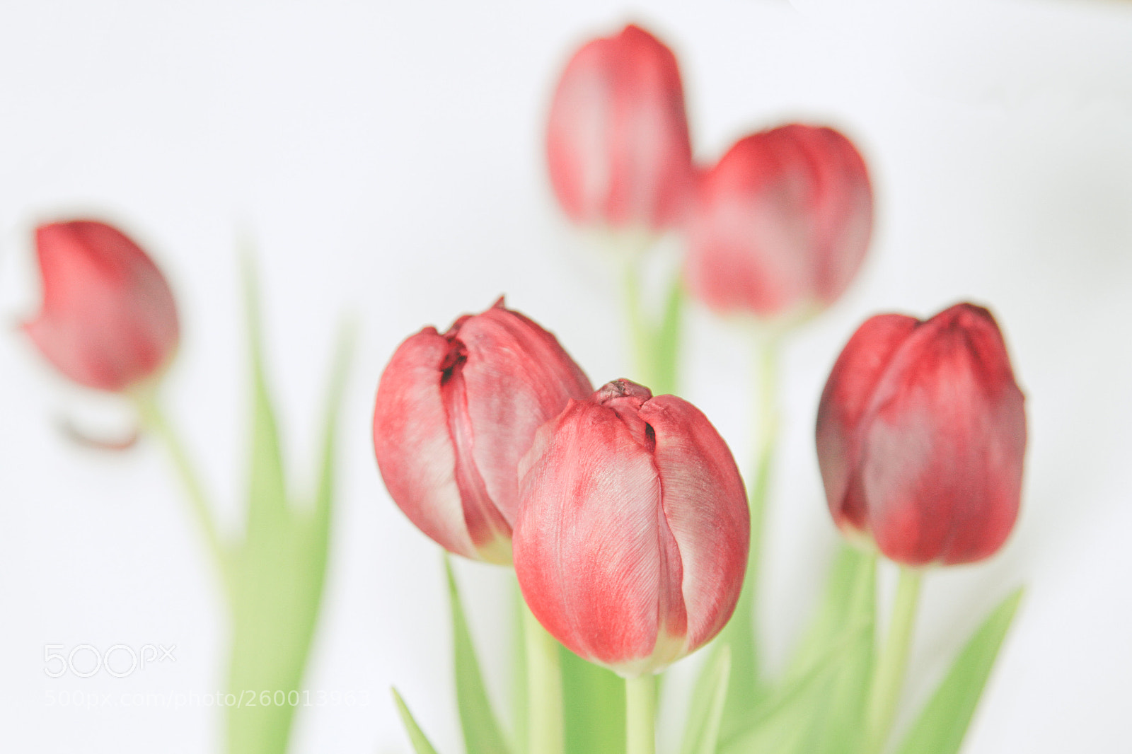 Canon EOS 7D sample photo. Tulip photography