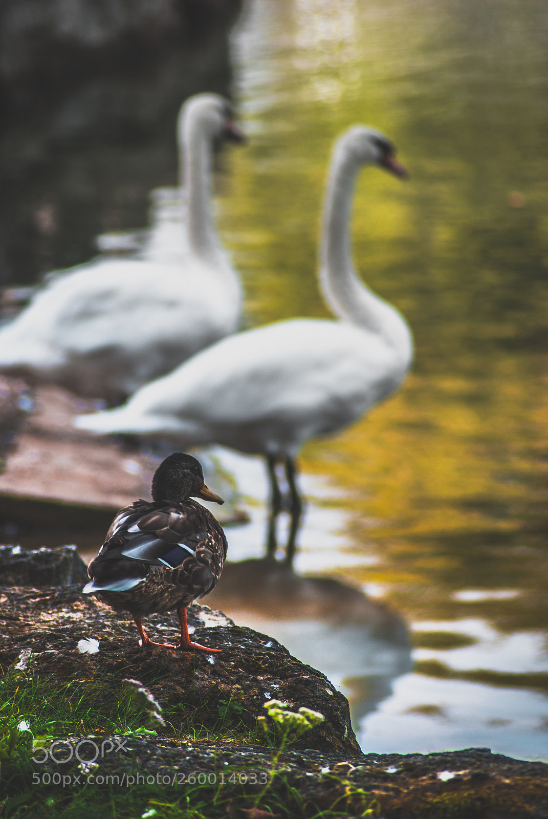 Nikon D60 sample photo. If you can dream photography
