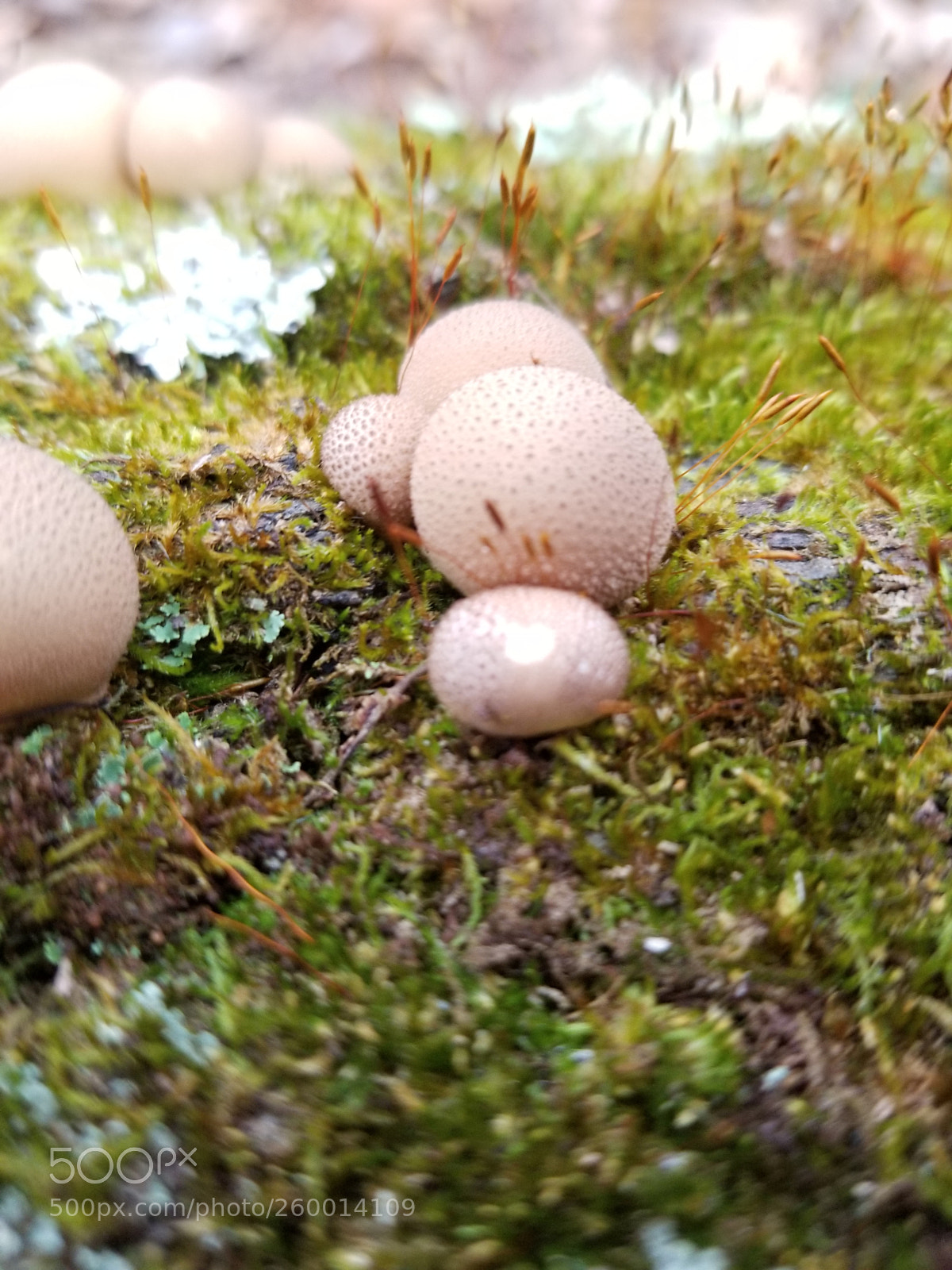 Samsung Galaxy S8 sample photo. Puffball mushrooms photography