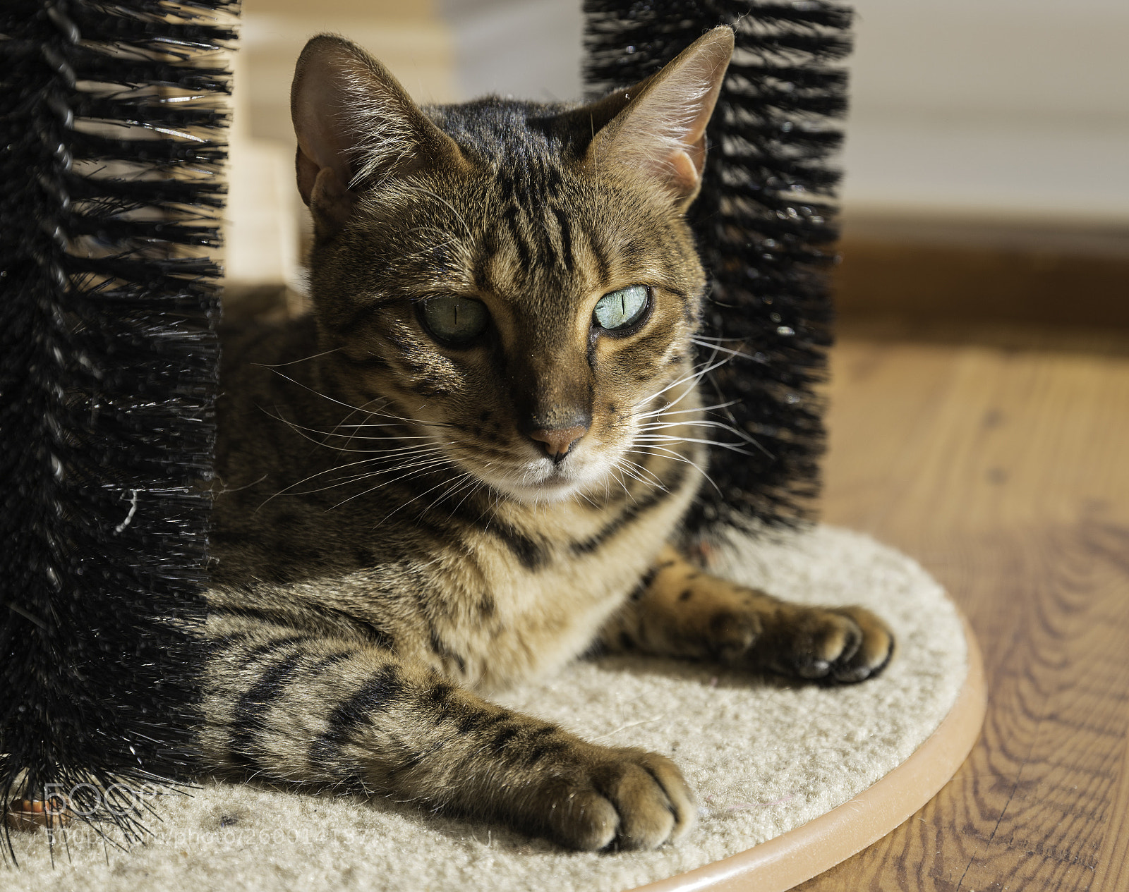 Canon EOS 6D Mark II sample photo. Bengal cats photography