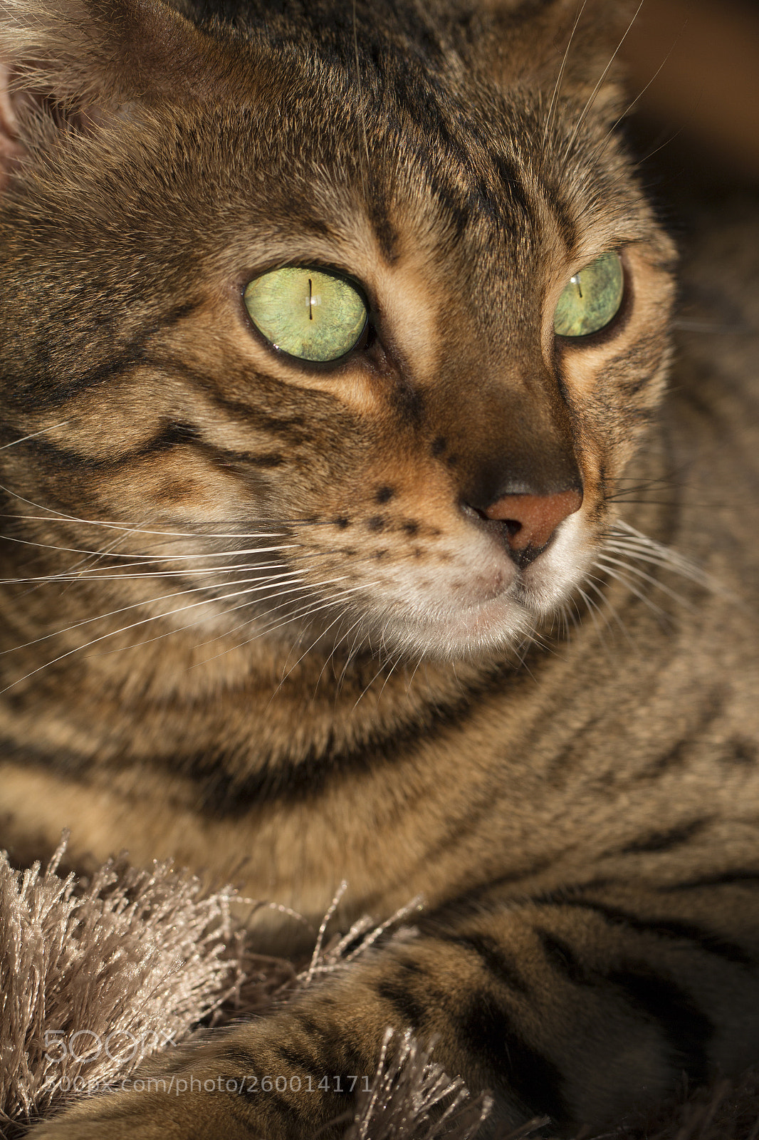 Canon EOS 70D sample photo. Bengal cats photography
