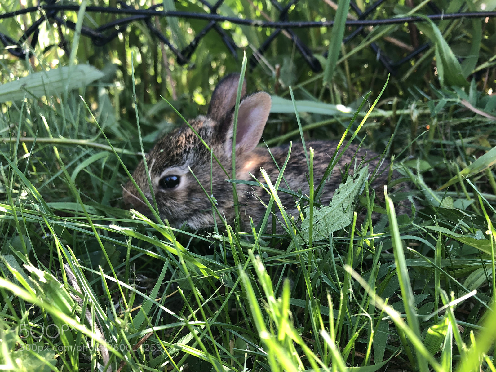 Apple iPhone 8 sample photo. Baby rabbit  photography