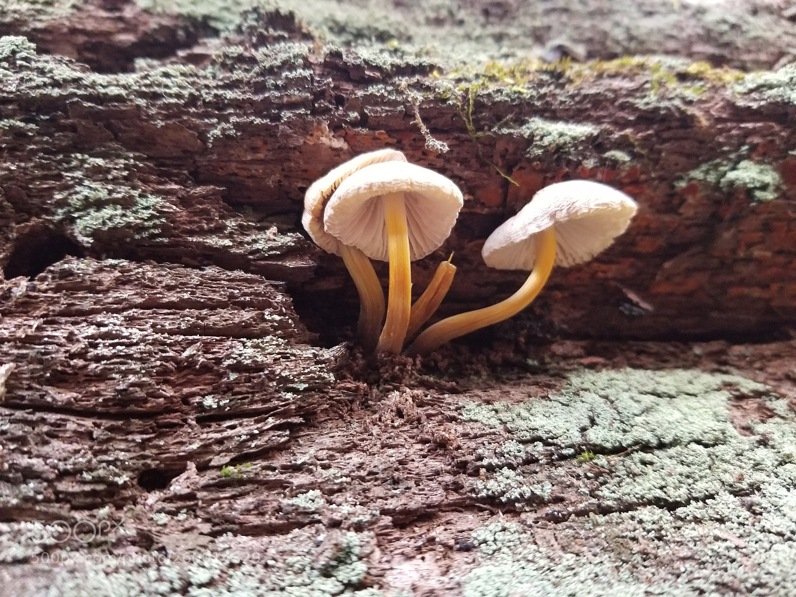 Samsung Galaxy S8 sample photo. Mushrooms photography