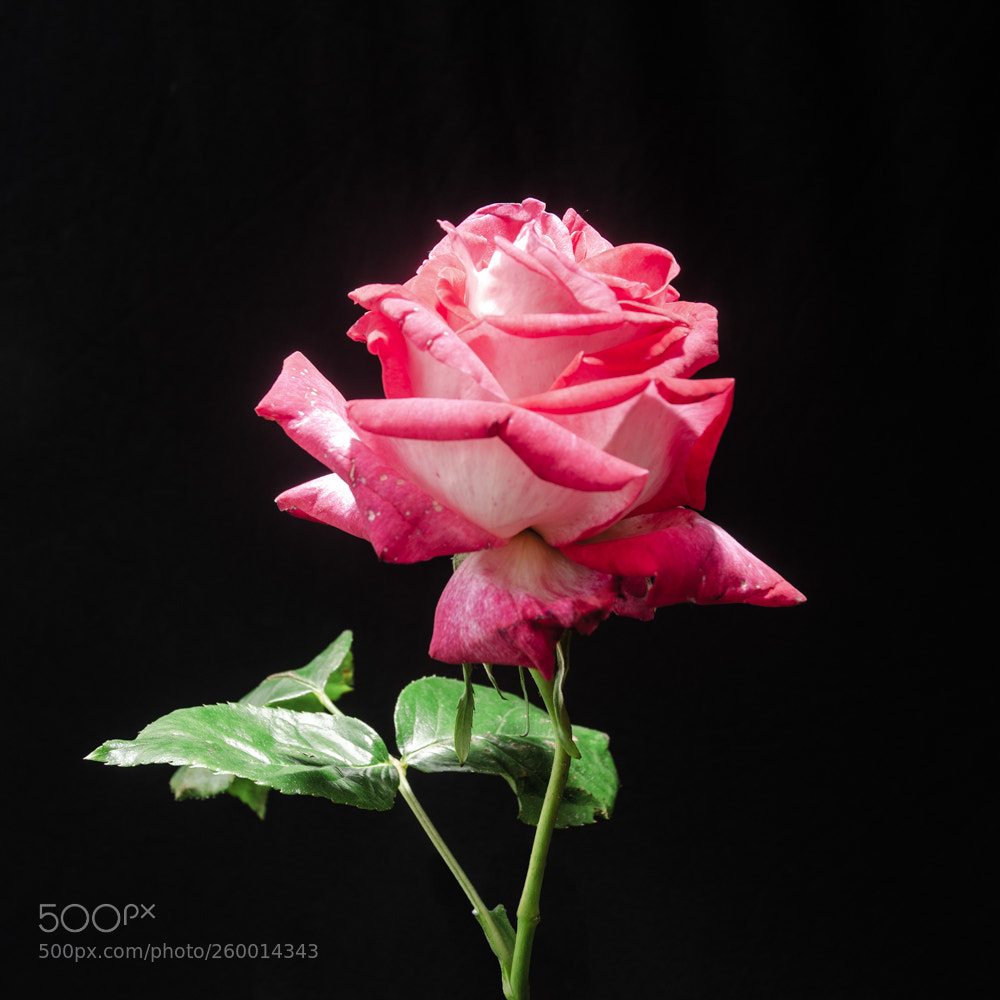 Nikon D7000 sample photo. Rose photography