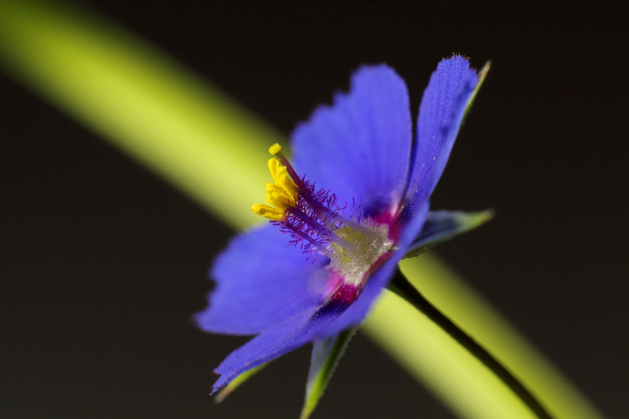 Canon EOS 1100D (EOS Rebel T3 / EOS Kiss X50) + Canon EF 50mm F1.8 STM sample photo. Anagalis arvensis photography