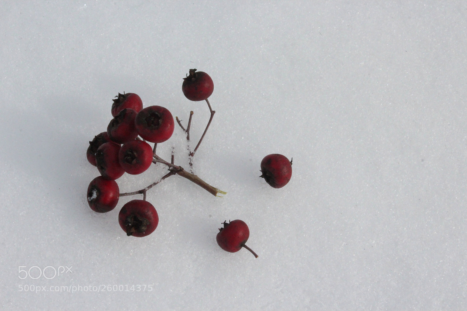 Canon EOS 1200D (EOS Rebel T5 / EOS Kiss X70 / EOS Hi) sample photo. Berries photography