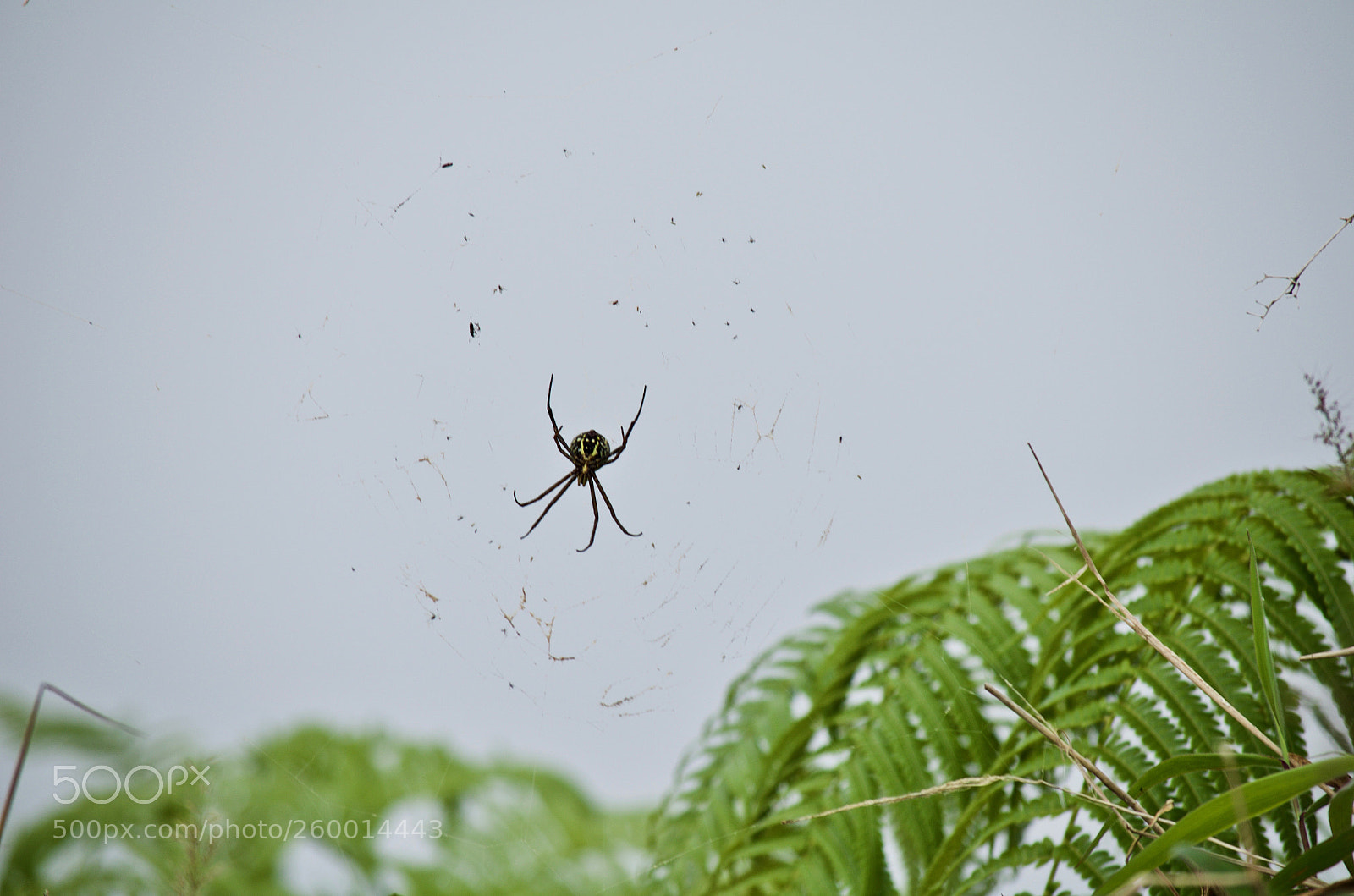 Nikon D5100 sample photo. On the web photography