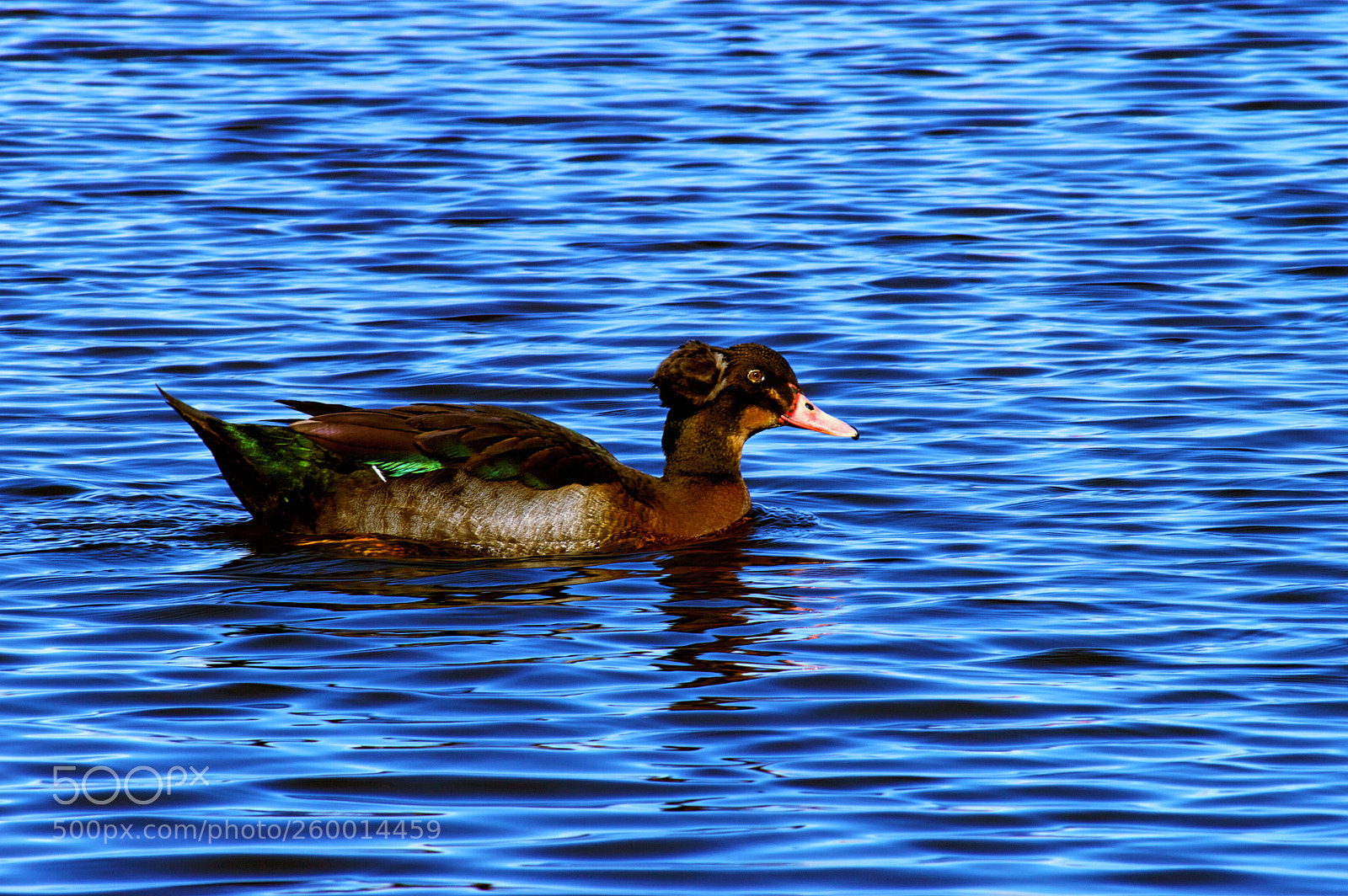 Nikon D3200 sample photo. Duck photography