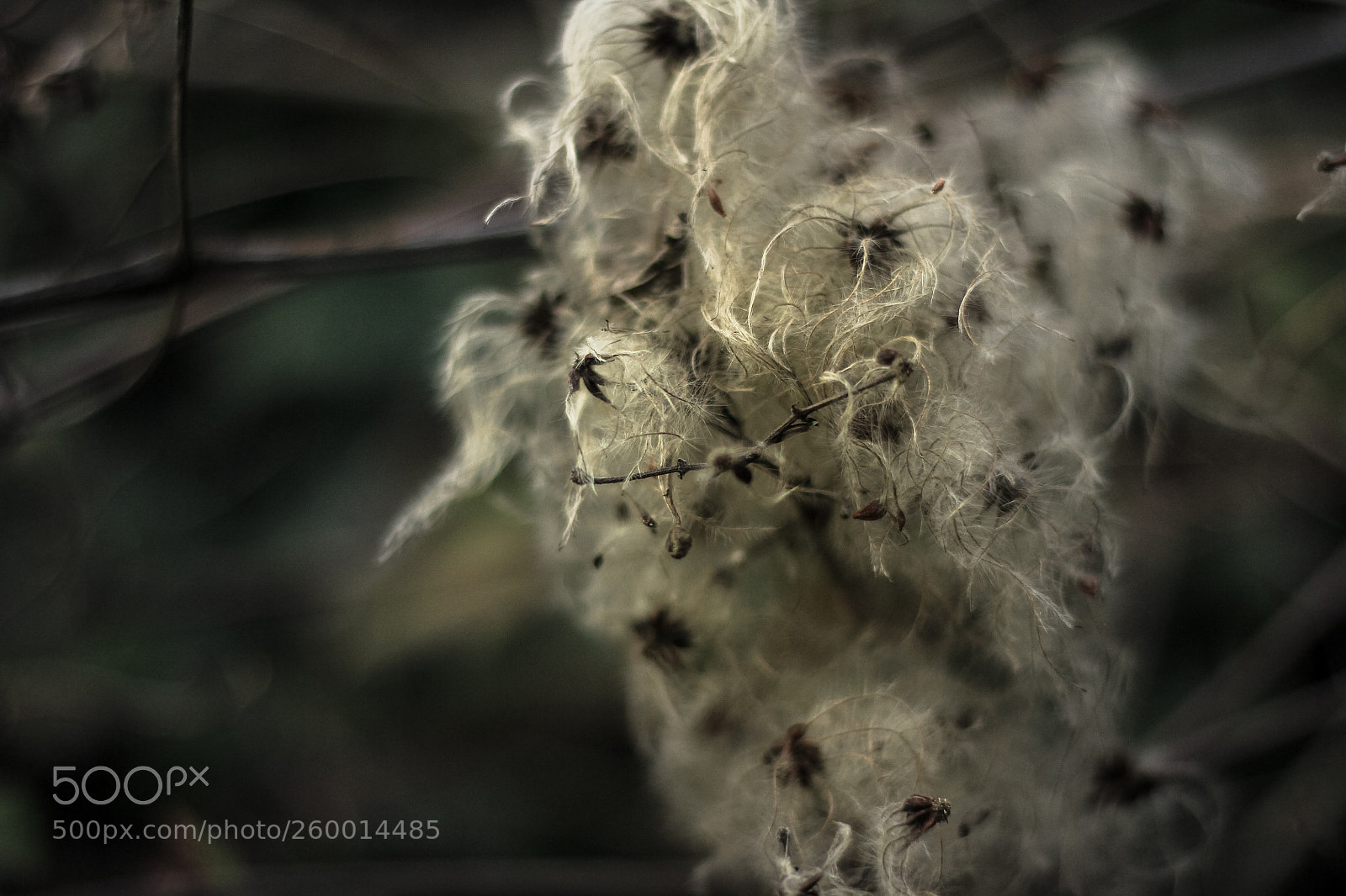 Canon EOS 60D sample photo. White shadow photography