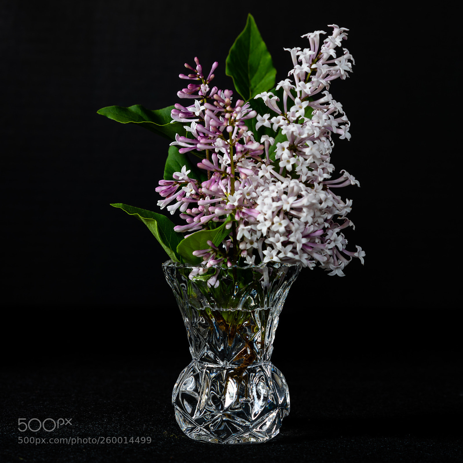 Sony a7R II sample photo. Lilac photography