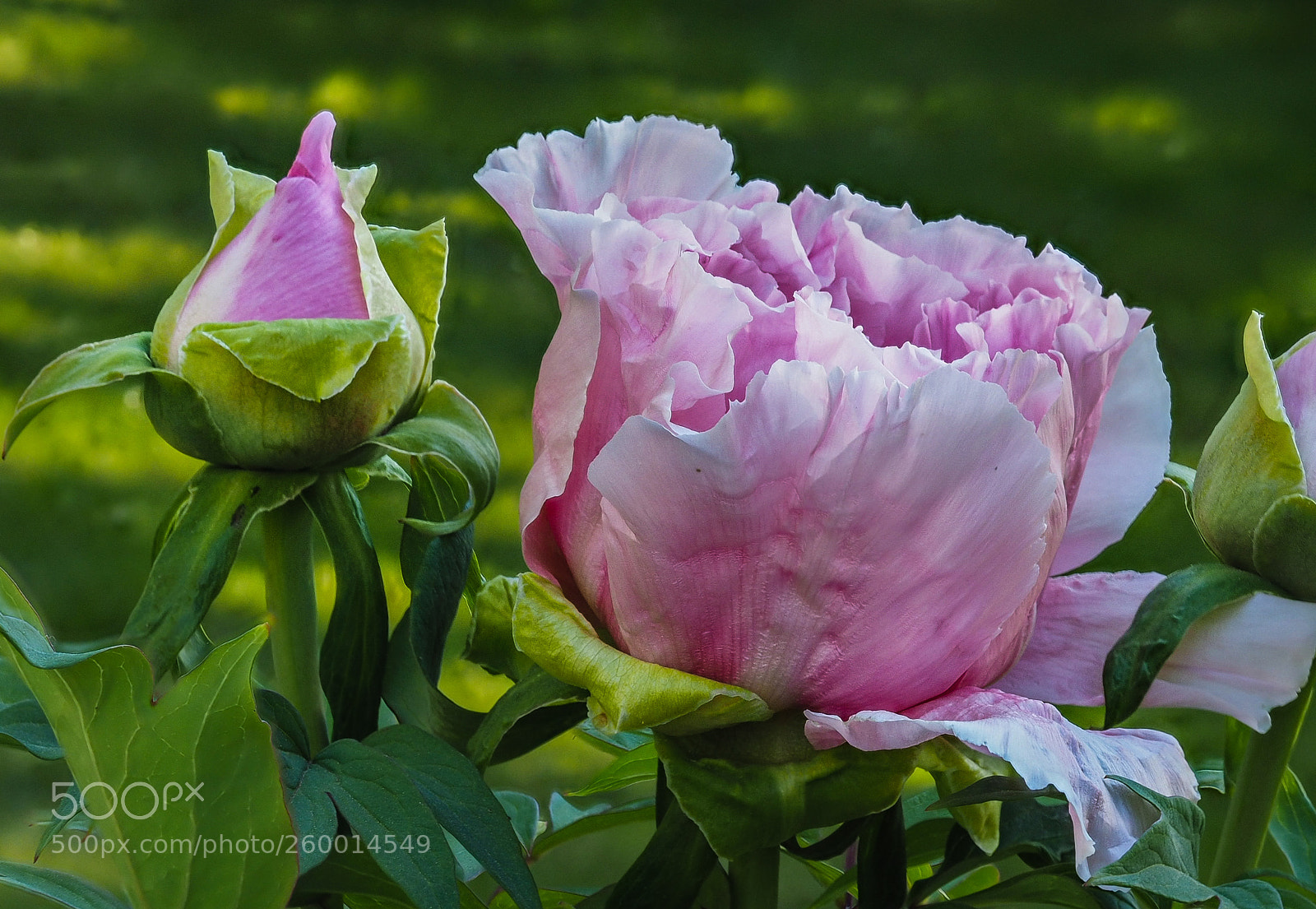 Olympus OM-D E-M1 sample photo. Peony 2 photography