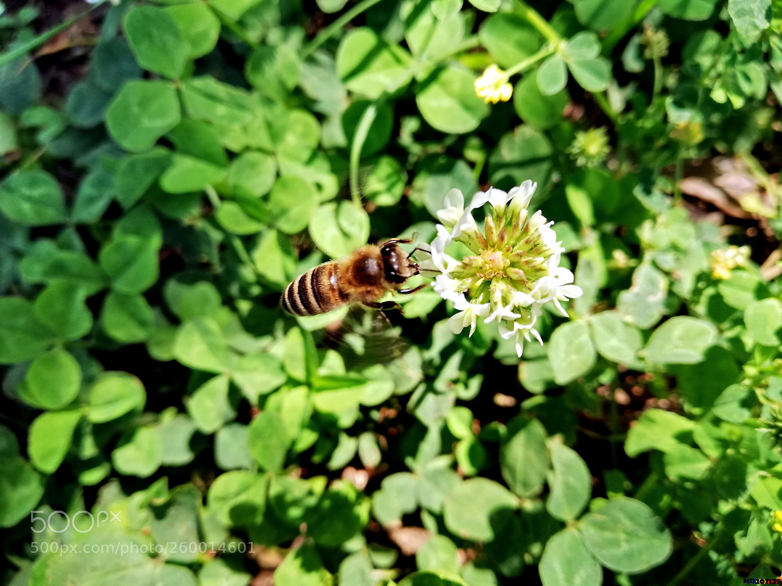 HUAWEI P20 lite sample photo. Untitled photography