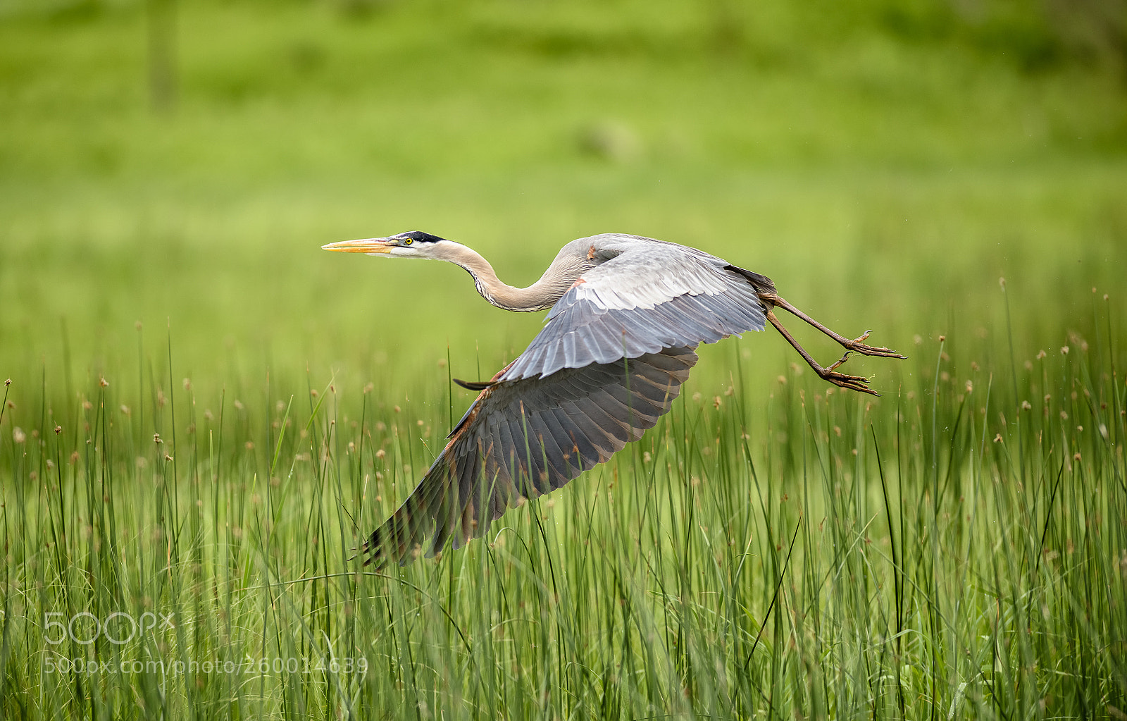 Nikon D810 sample photo. Great heron photography