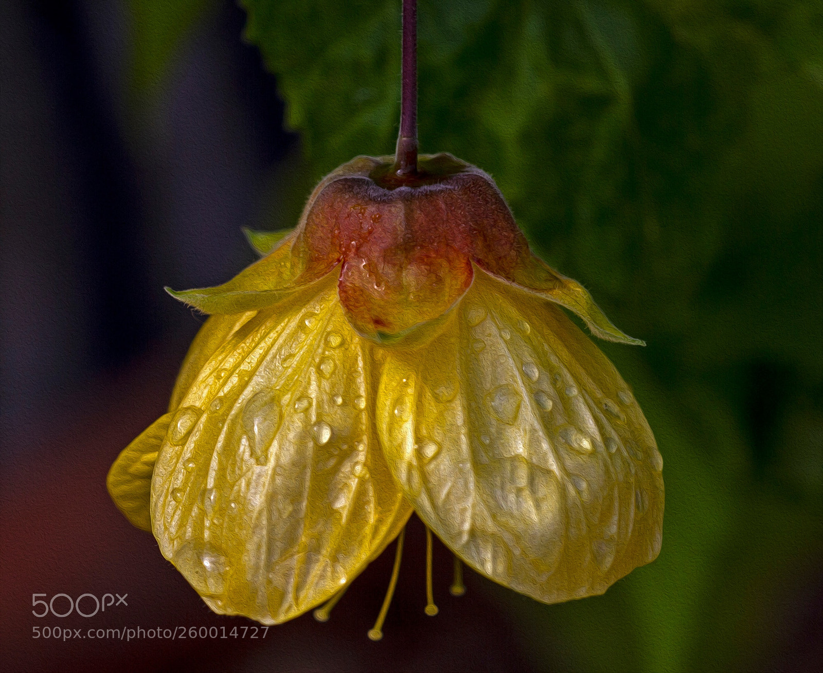 Canon EOS 7D sample photo. Raindrops on abutilon photography