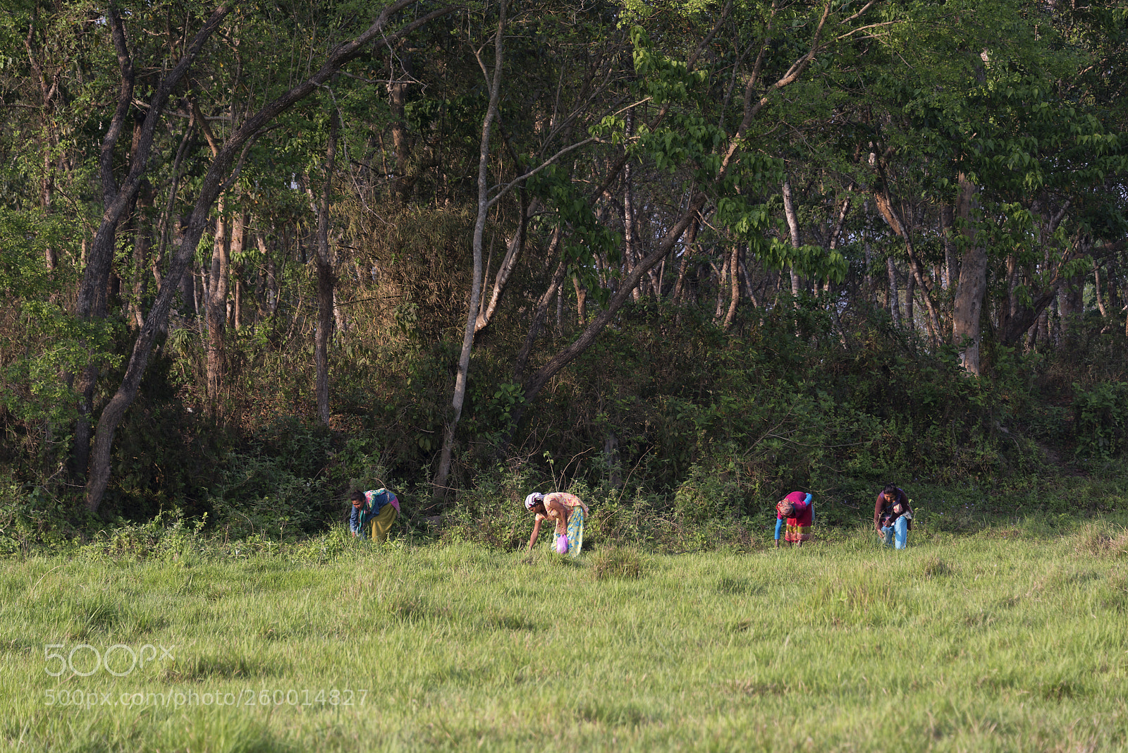 Nikon D750 sample photo. Wild spinach harvesters photography