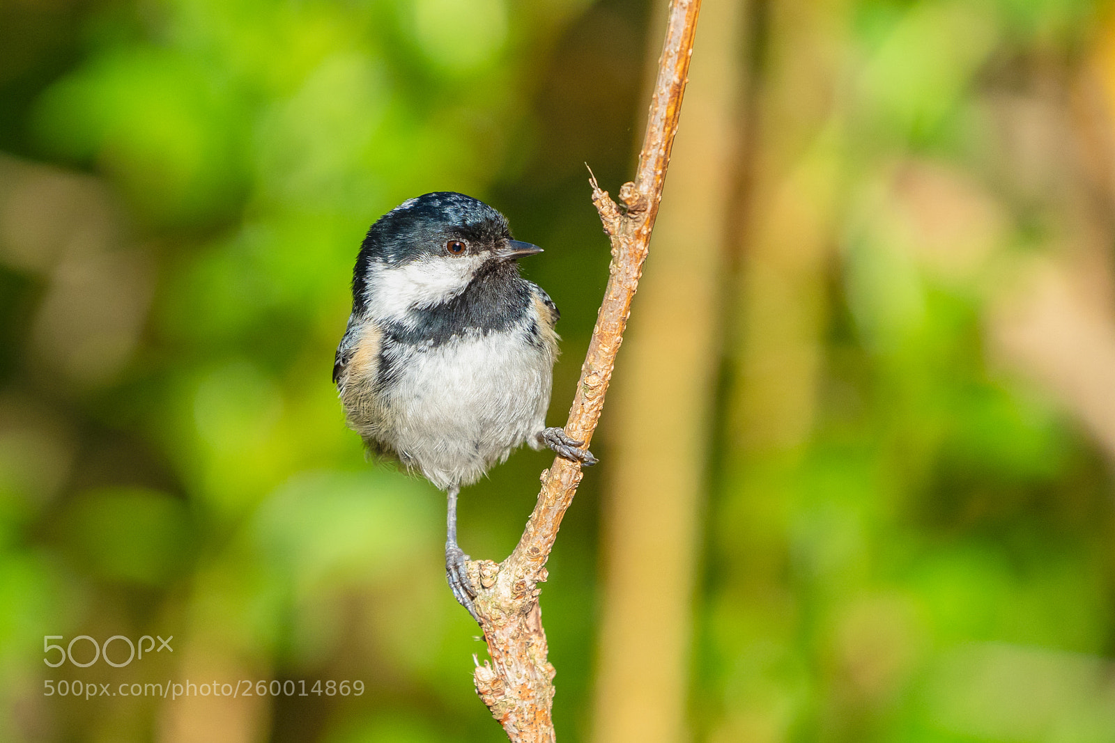 Sony a7 III sample photo. Coal tit photography