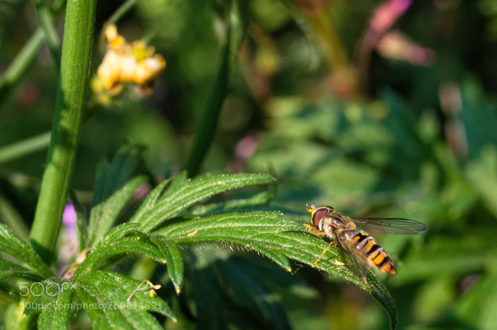 Nikon D3200 + Nikon AF-S DX Nikkor 35mm F1.8G sample photo. Bee photography
